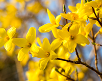 symbol_flower.png